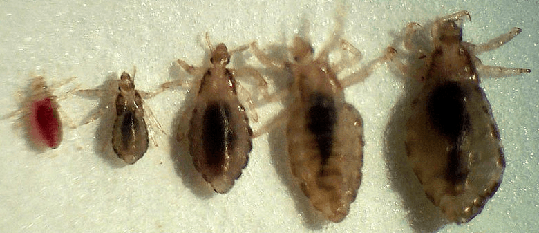 Parazitler kimler