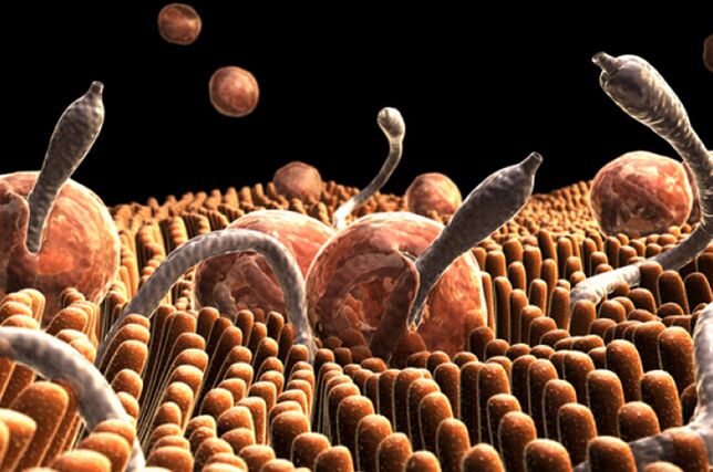 insan vücudundaki parazitler