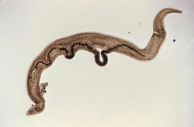 Vücudun içindeki Schistosoma paraziti